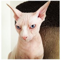 Суздалева И