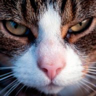 Павлёнычева Р