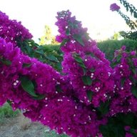 А_Недбайлова