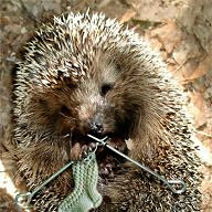 Сергейчик Д