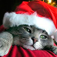 Крупеницына Т