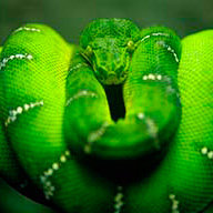 Серасхова Н