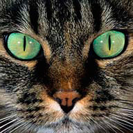 Гуменникова С