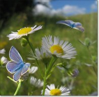 Крутикова Т