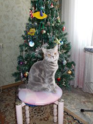 Лебединская Ю