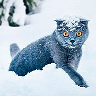 Каштельян О