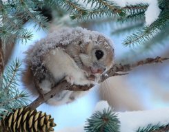 Т_Расправлева