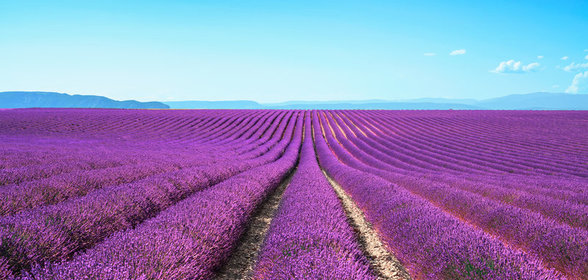 Как использовать лаванду в кулинарии