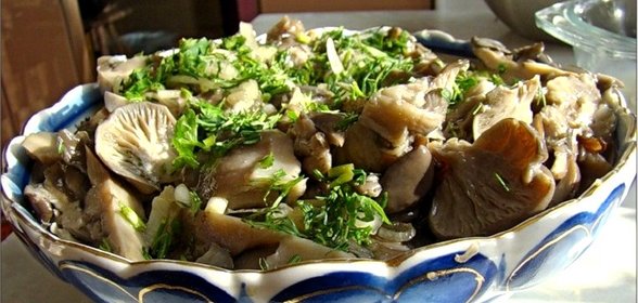 Вешенки в домашних условиях