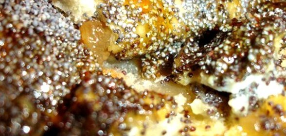 Постный маковый рулет