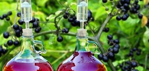 Домашнее вино из санберри