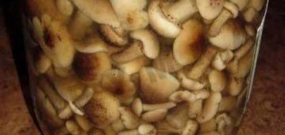 Быстрые маринованные грибы