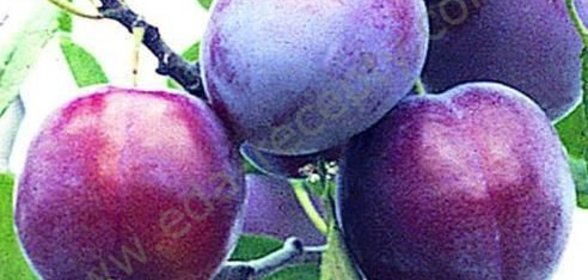 Вино из слив