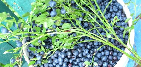 Чай из листьев черники