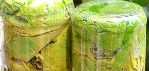 Маринованные виноградные листья для долмы