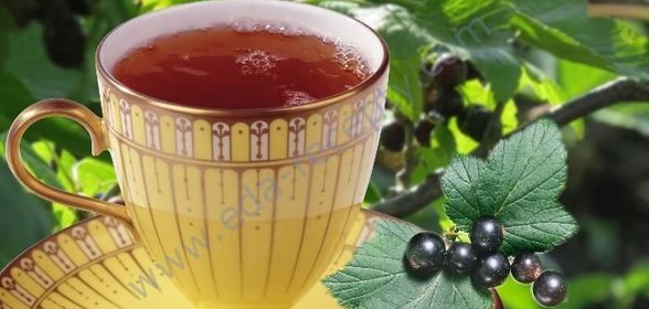 Чай из листьев смородины