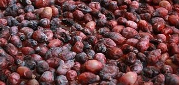 Жимолость на зиму