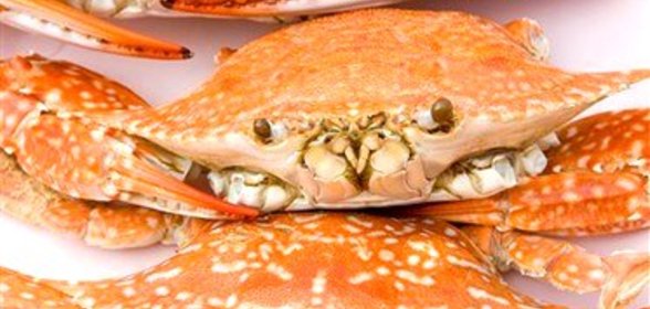 Вареный краб