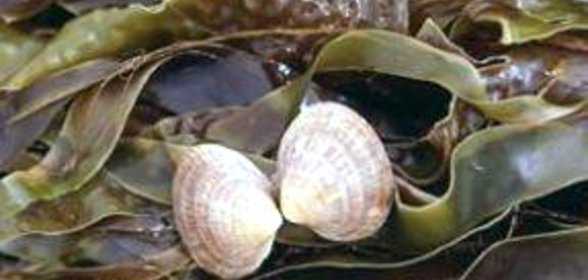 Квас из морской капусты