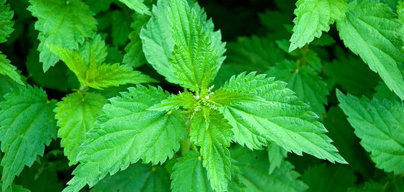 Как использовать крапиву в кулинарии