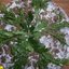 Печеночный салат с яйцом сыром и чесноком