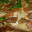 Блинный торт с сыром и грибами