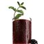 Джулеп с ежевикой