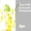 Настой сухих плодов боярышника