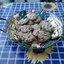 Овсяное печенье с сухофруктами