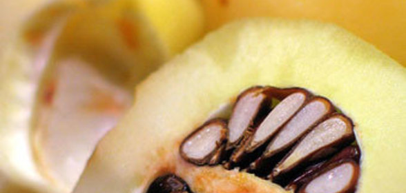 Омлет с айвой