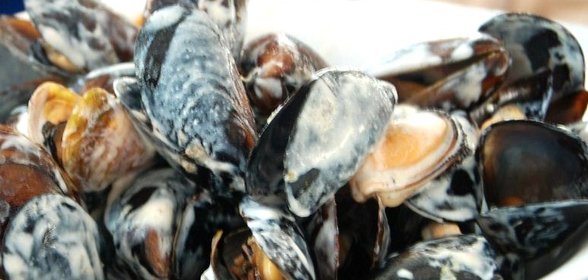 Мидии в сливочном соусе