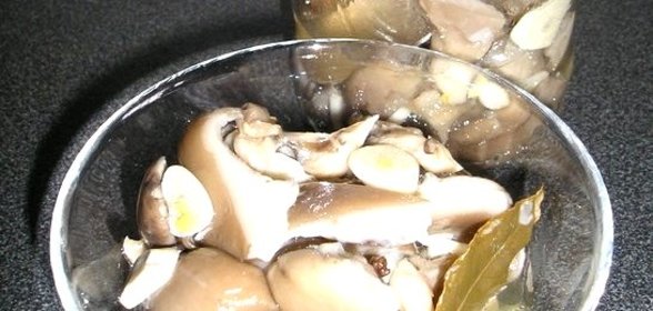 Вешенки, маринованные на закуску