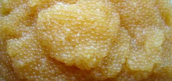 Икра из щуки