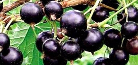 Смородиновый коктейль с яйцом