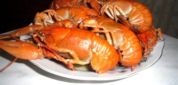 Вареные раки с укропом